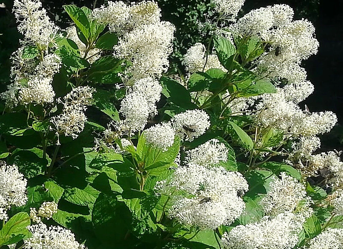 Snowbrush Ceanothus (Ceanothus velutinus)