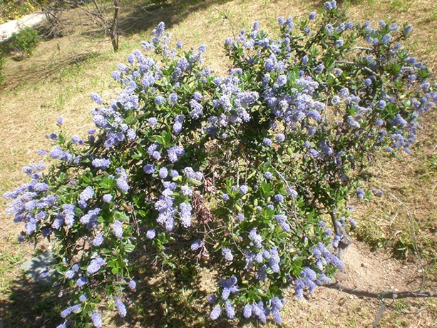 Blue Blossom Ceanothus shrub (photo: Consultaplantas, CC BY-SA 4.0)