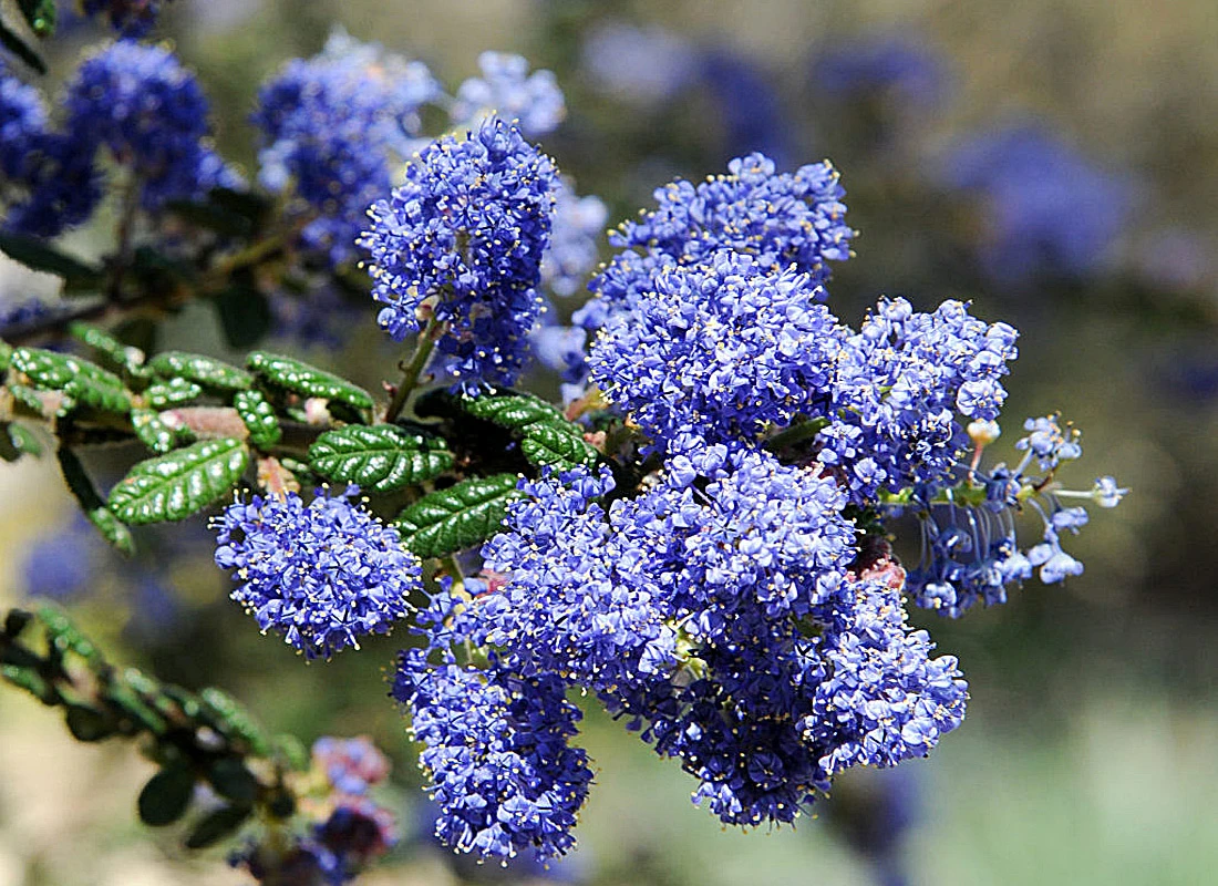 Blue Blossom Ceanothus (Ceanothus thyrsiflorus)