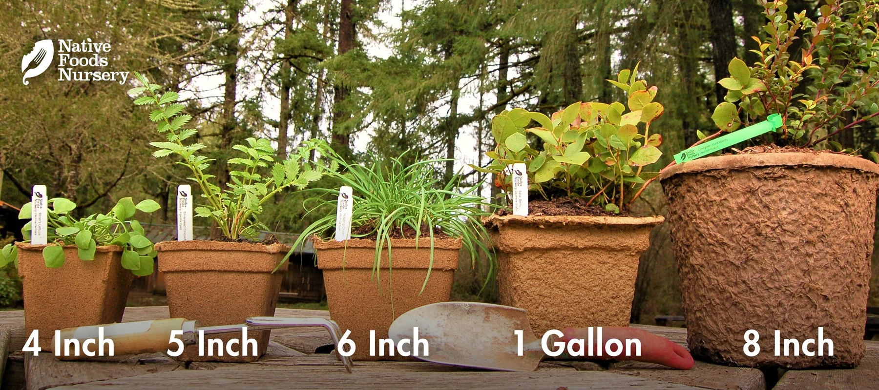 Pot sizing guide showing the plant sizes we ship
