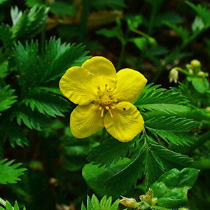 Pacific Silverweed - Bare Root