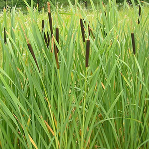 Cattail