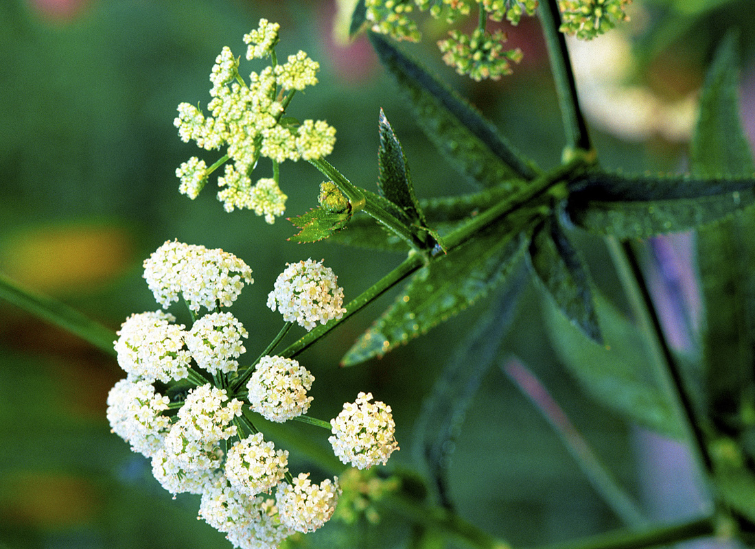 Water Parsnip Main Product Image