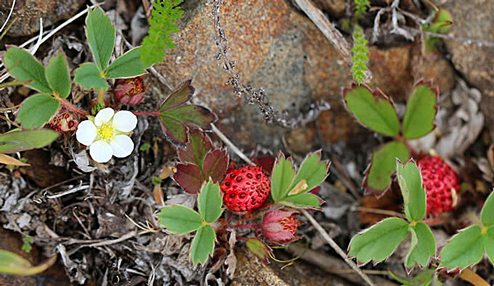 Coastal Strawberry fruit flowers