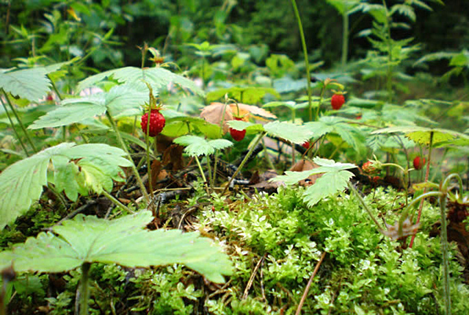 Woodland Strawberry plants