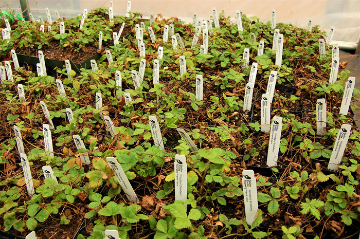 Strawberry pots