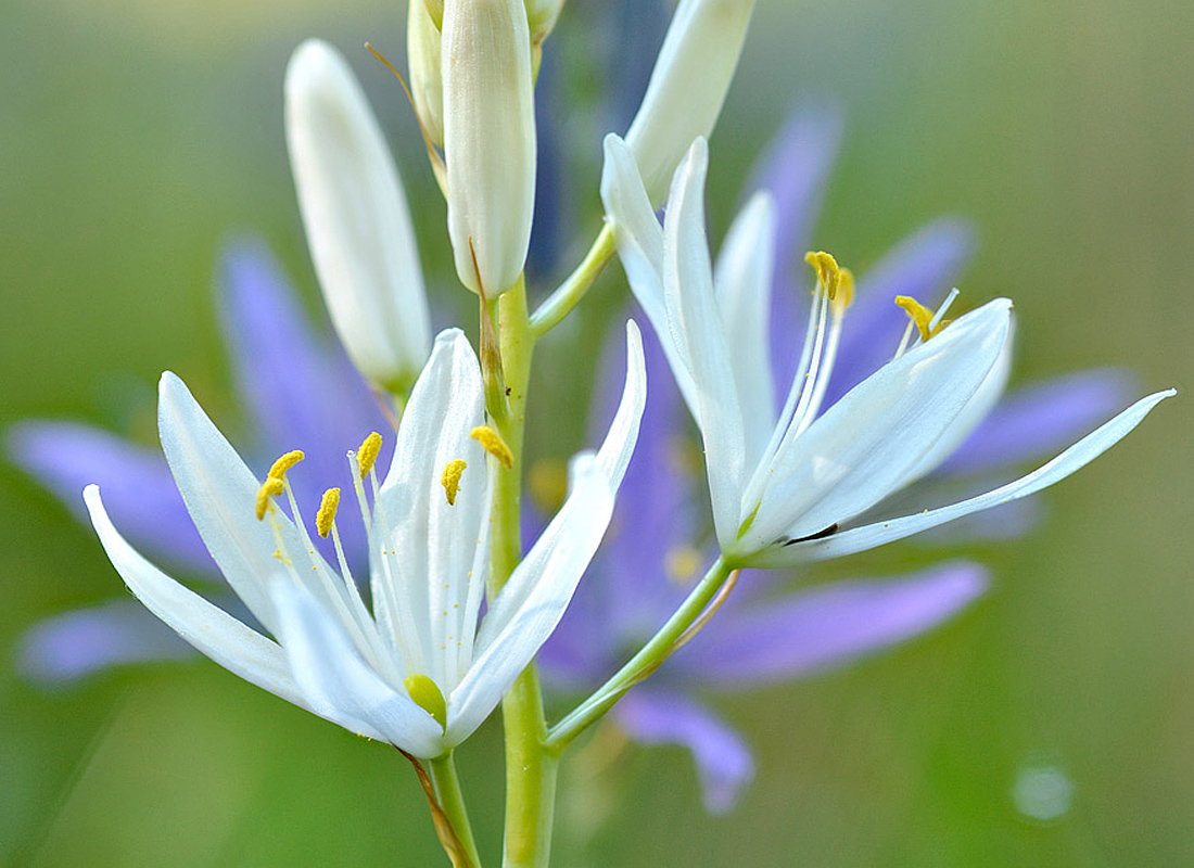 Great Camas Main Product Image
