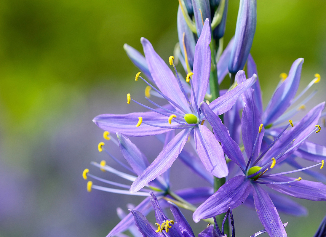 Common Camas Main Product Image