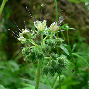 Pacific Waterleaf
