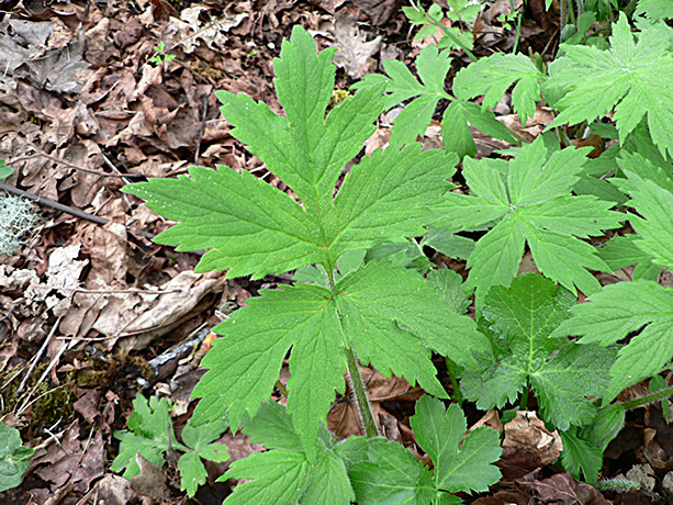 Pacific Waterleaf foliage