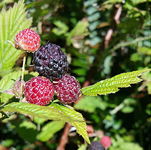 Blackcap Raspberry