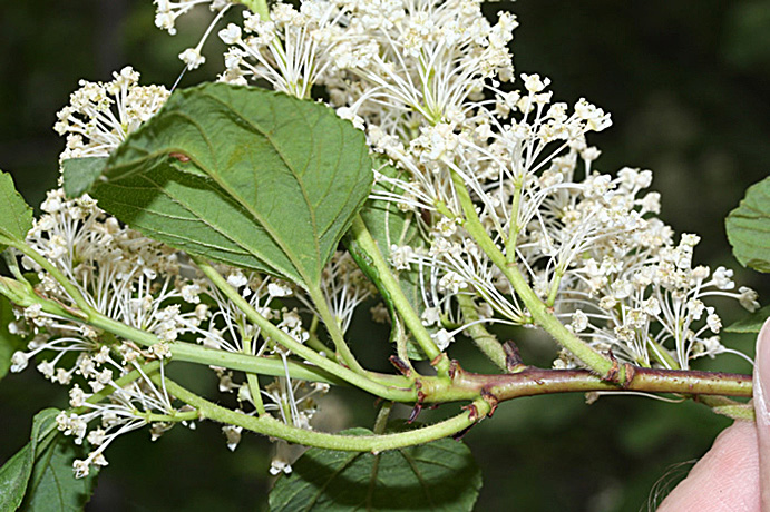 Redstem Ceanothus flowers