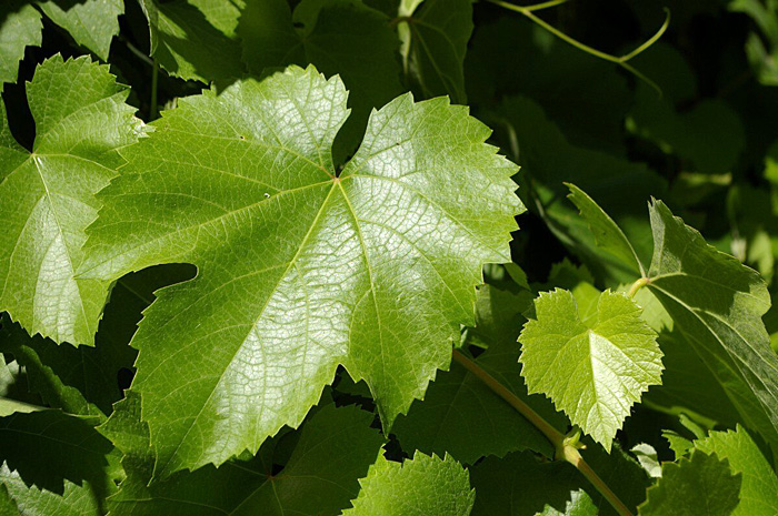 grape plant