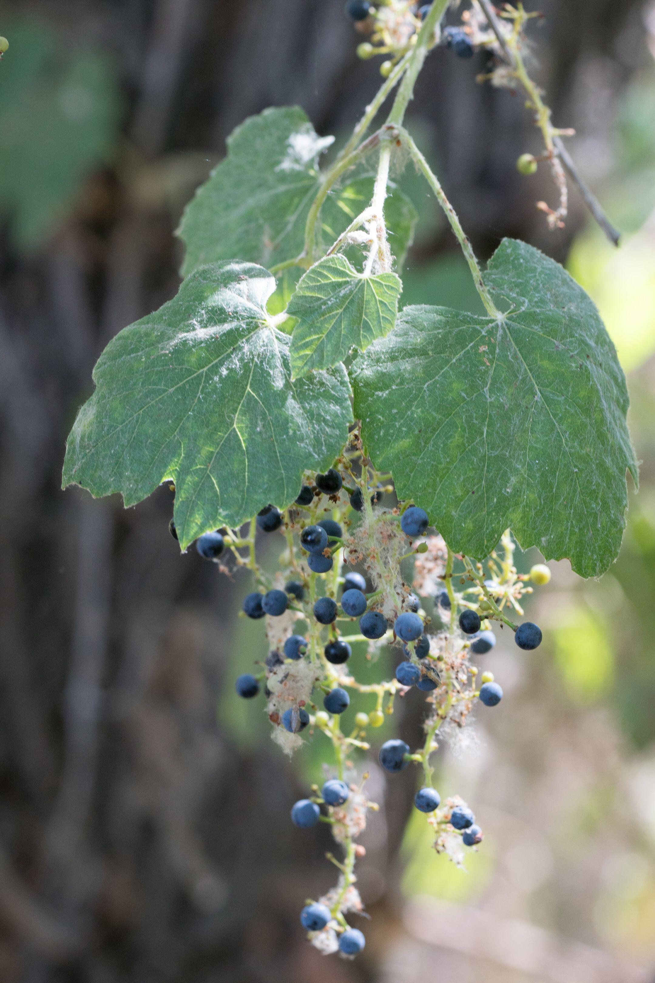 Vitis girdiana