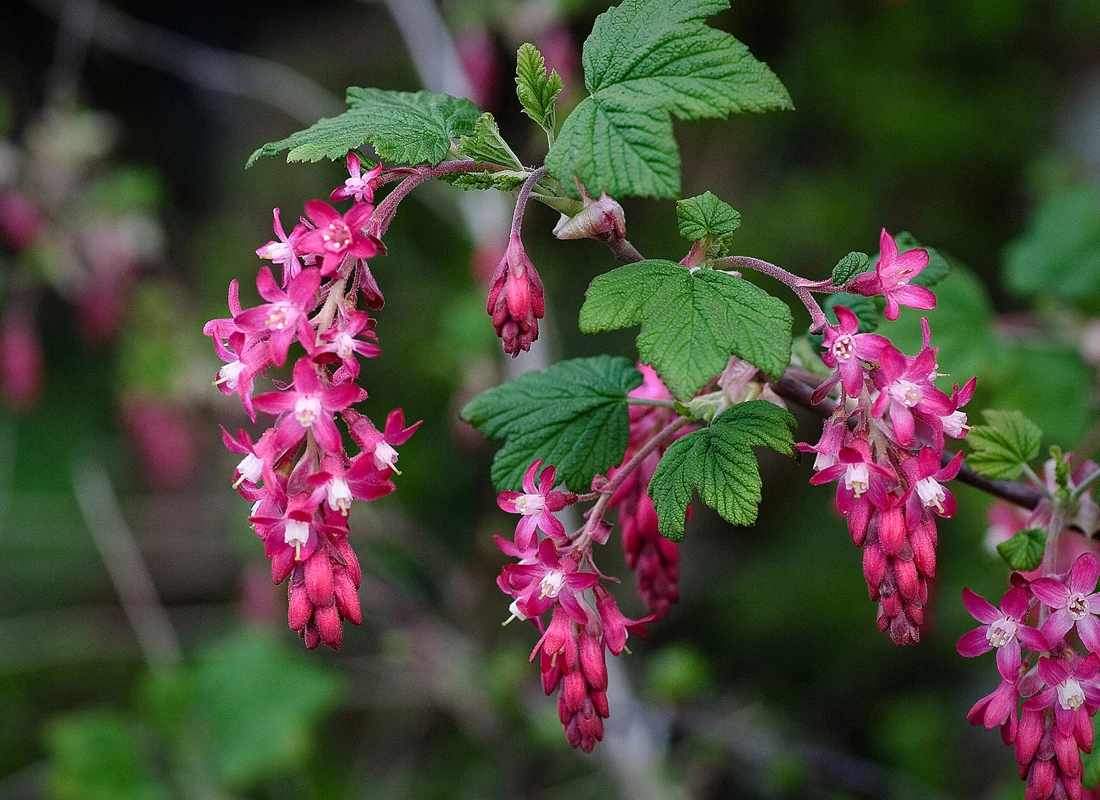 Red-flowering Currant (Ribes sanguineum)