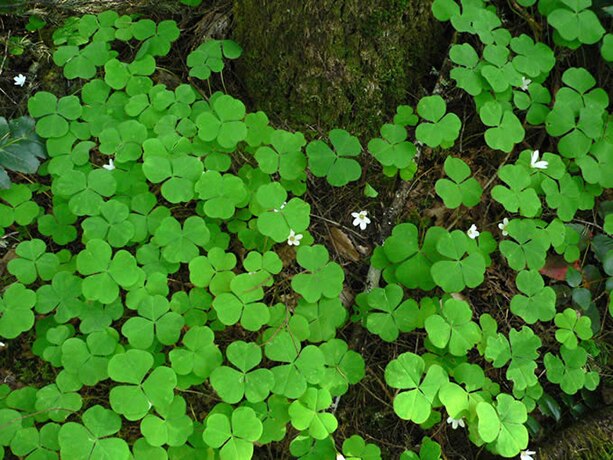 Redwood Sorrel on tree trunk