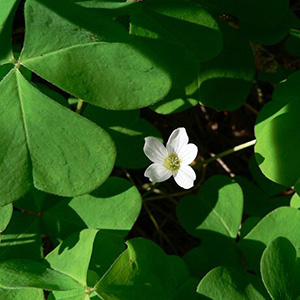 Redwood Sorrel - Bare Root