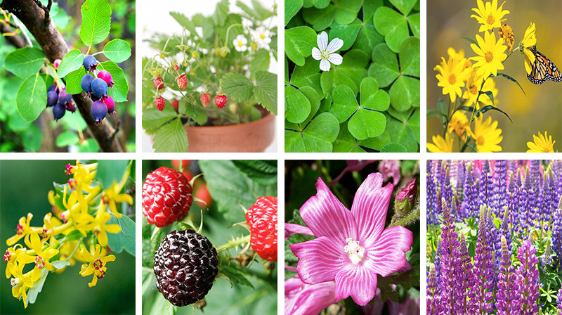 Buy Garden Ecosystem Plant Packages | Native Foods Nursery