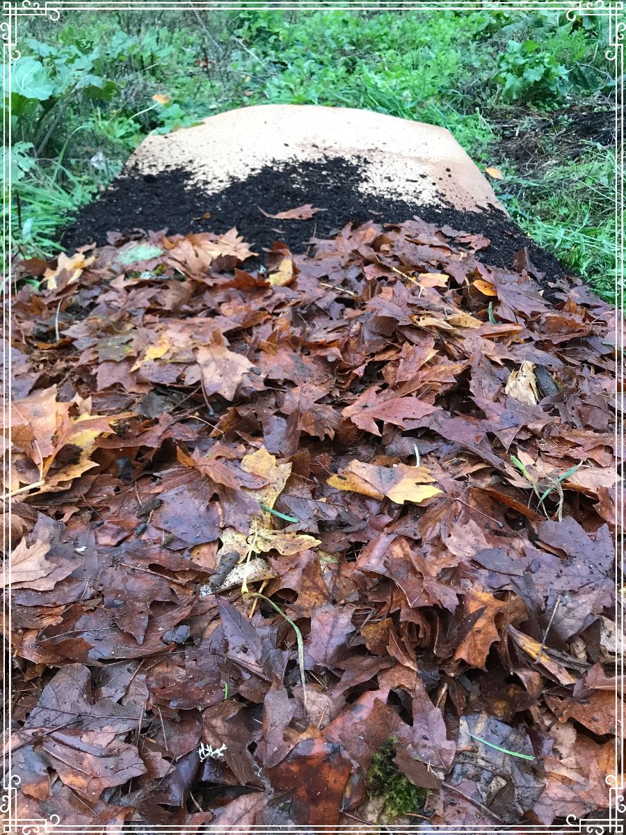Sheet Mulching Native Foods Nursery