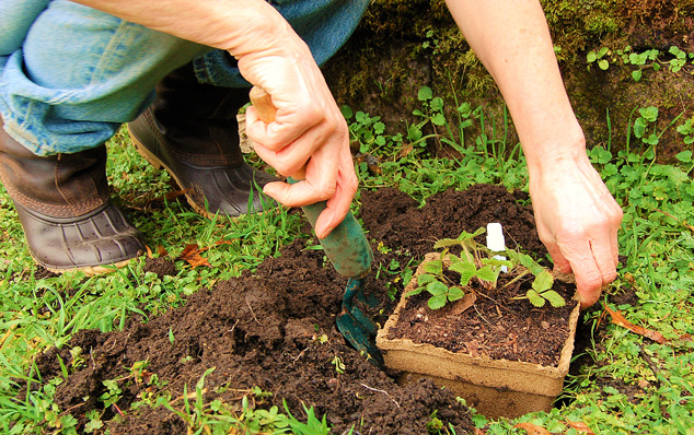 Closeup putting strawberry plant in ground