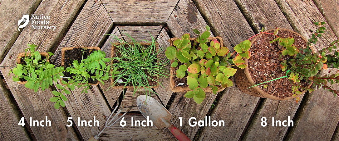 pots in different sizes above view