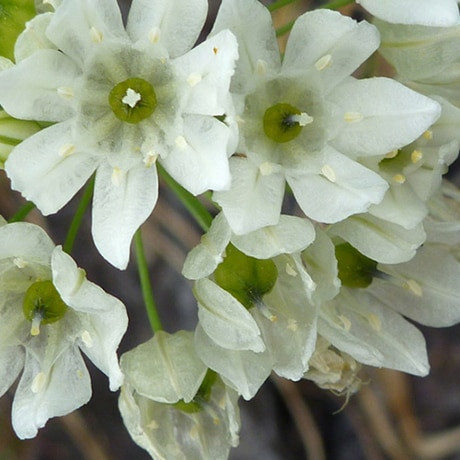 Get Wallpaper Fool S Onion Native Wildflowers For Sale Native Foods Nursery For Android