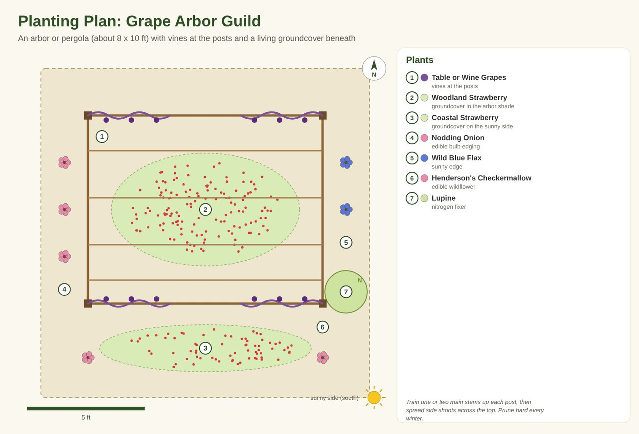Planting plan diagram for the Grape Arbor Guild