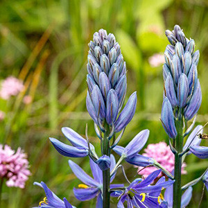 Great Camas Native Wildflowers For Sale Native Foods Nursery