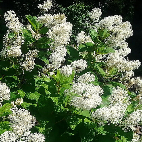 Snowbrush Ceanothus native companion plants for sale