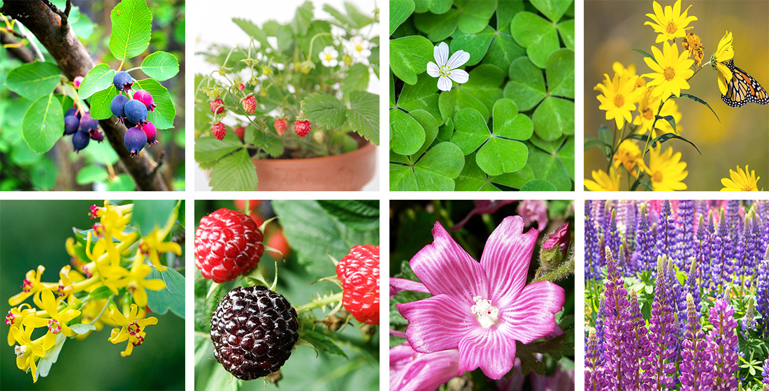 Fruit Tree Guild Image