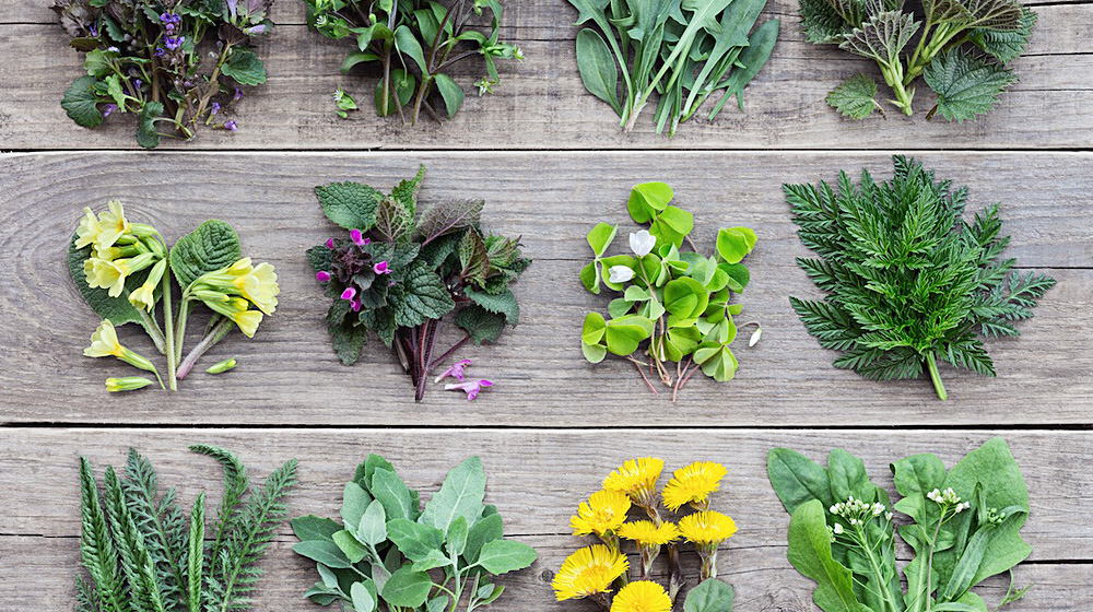 Wild Greens Guild Image