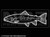 1705 - Trout