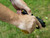 NDZ Glock 43X, 48 Aspis Cut Combo Kit - Lifestyle Photo 2