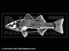 1704 - Striped Bass