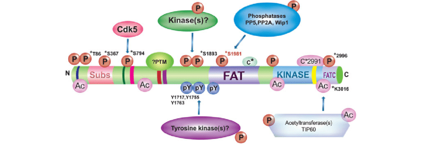 atm-kinase-structure-and-post-translational-modifications-a-schematic-representation-of.png