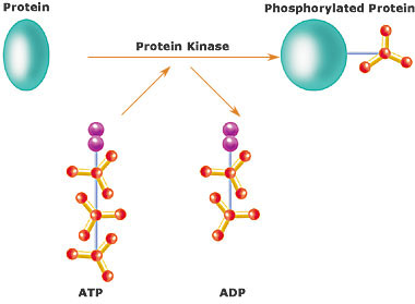 tyrosine phosphorylation mechanism