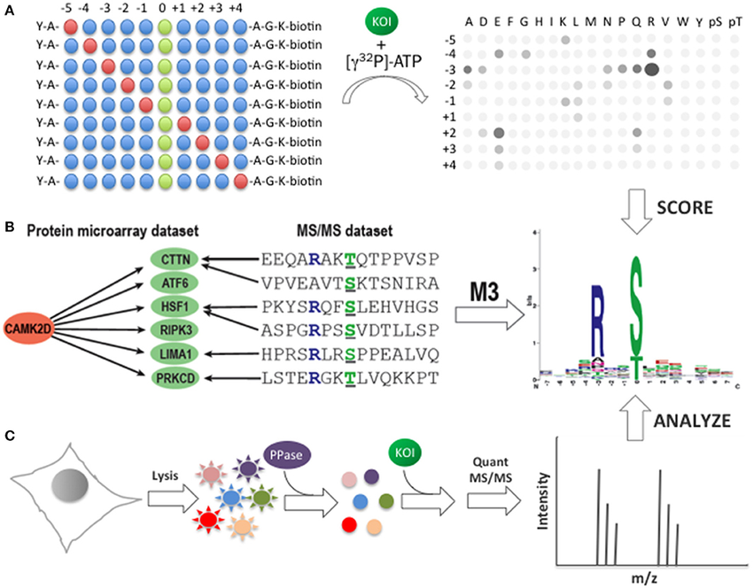 identification-of-consensus-phosphorylation-motifs-a-determination-of-phosphorylation.png