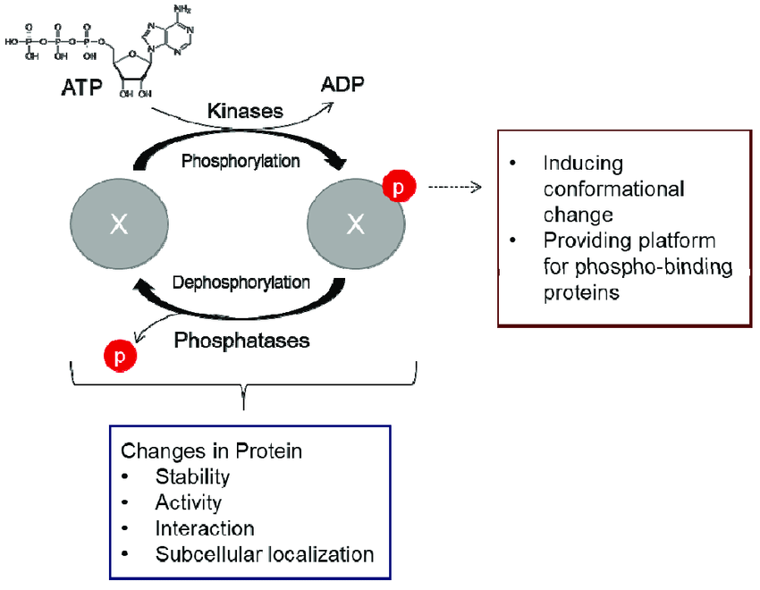 conservation-of-kinase-phosphorylation