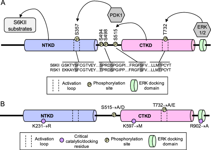 s6kii-domains-and-phosphorylation-sites-that-may-play-a-role-in-its-circadian-function.png