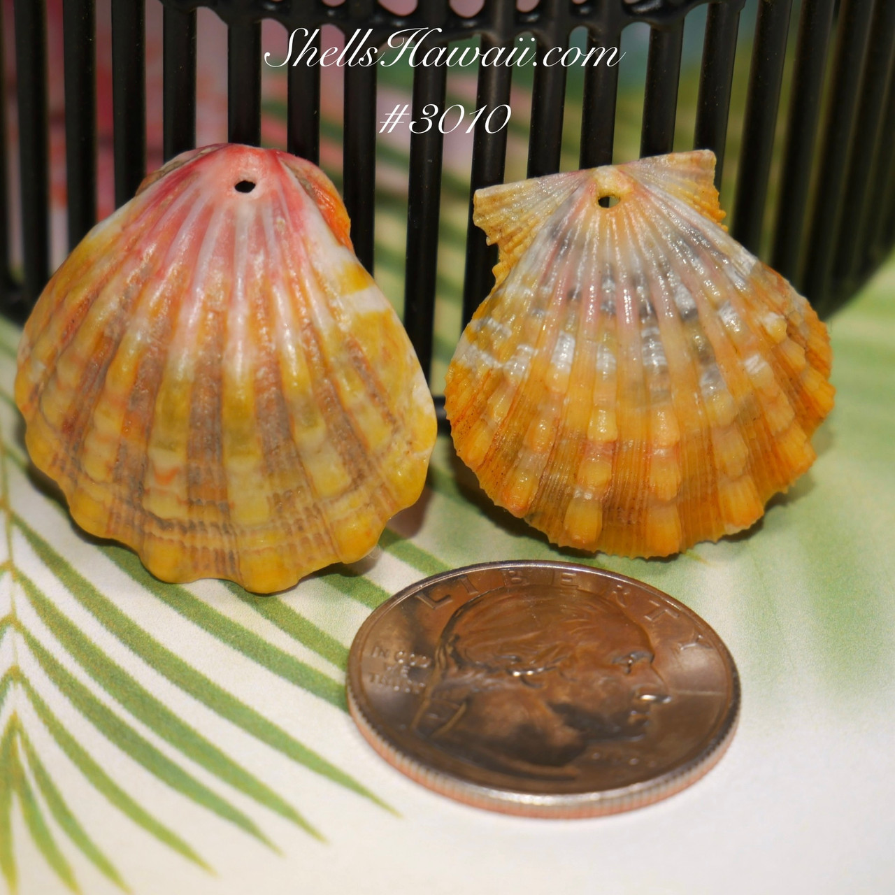 Set of two Sunrise shells supply. Hawaiian Sunrise shells #3010