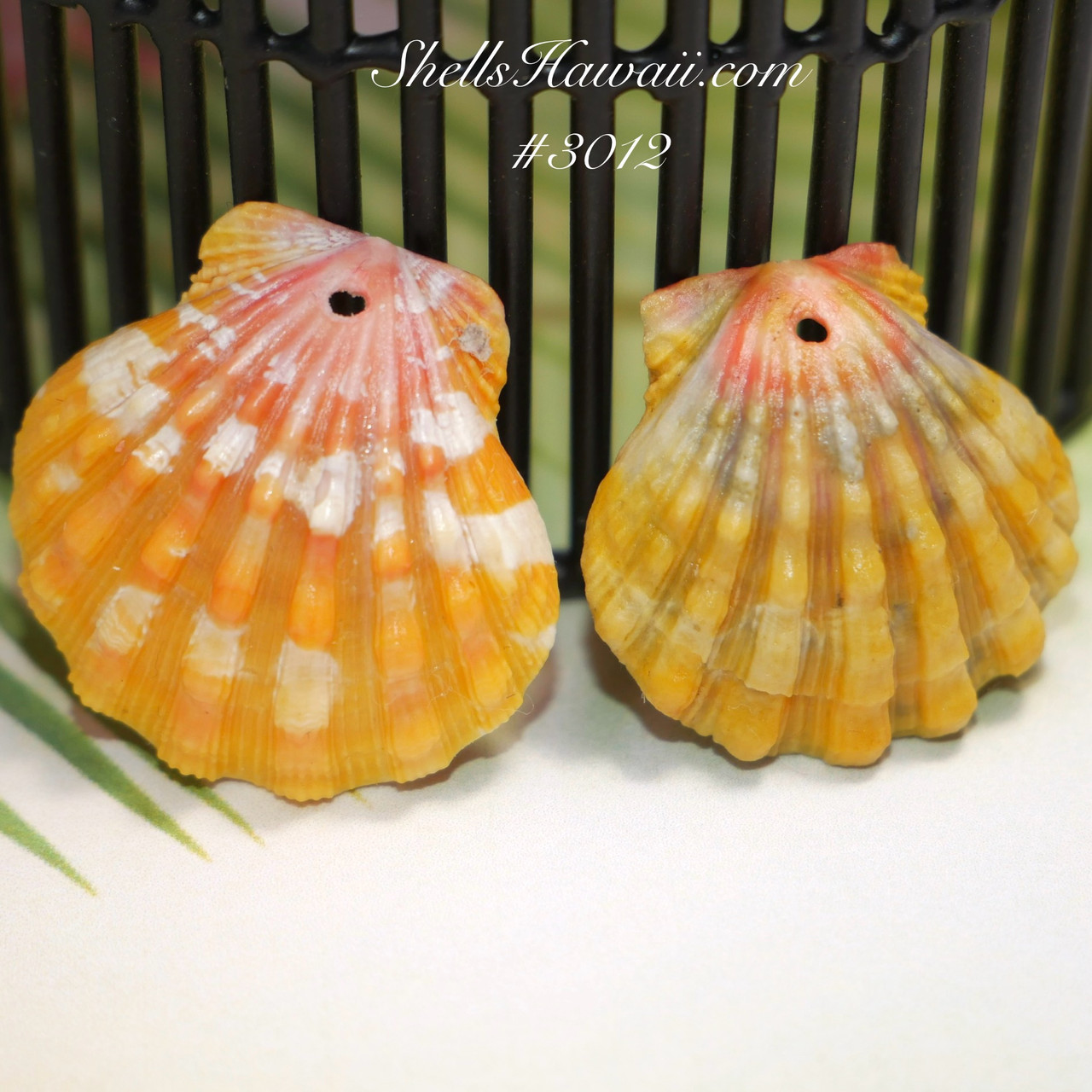 Hawaiian Sunrise shells supply #3012 - ShellsHawaii.com
