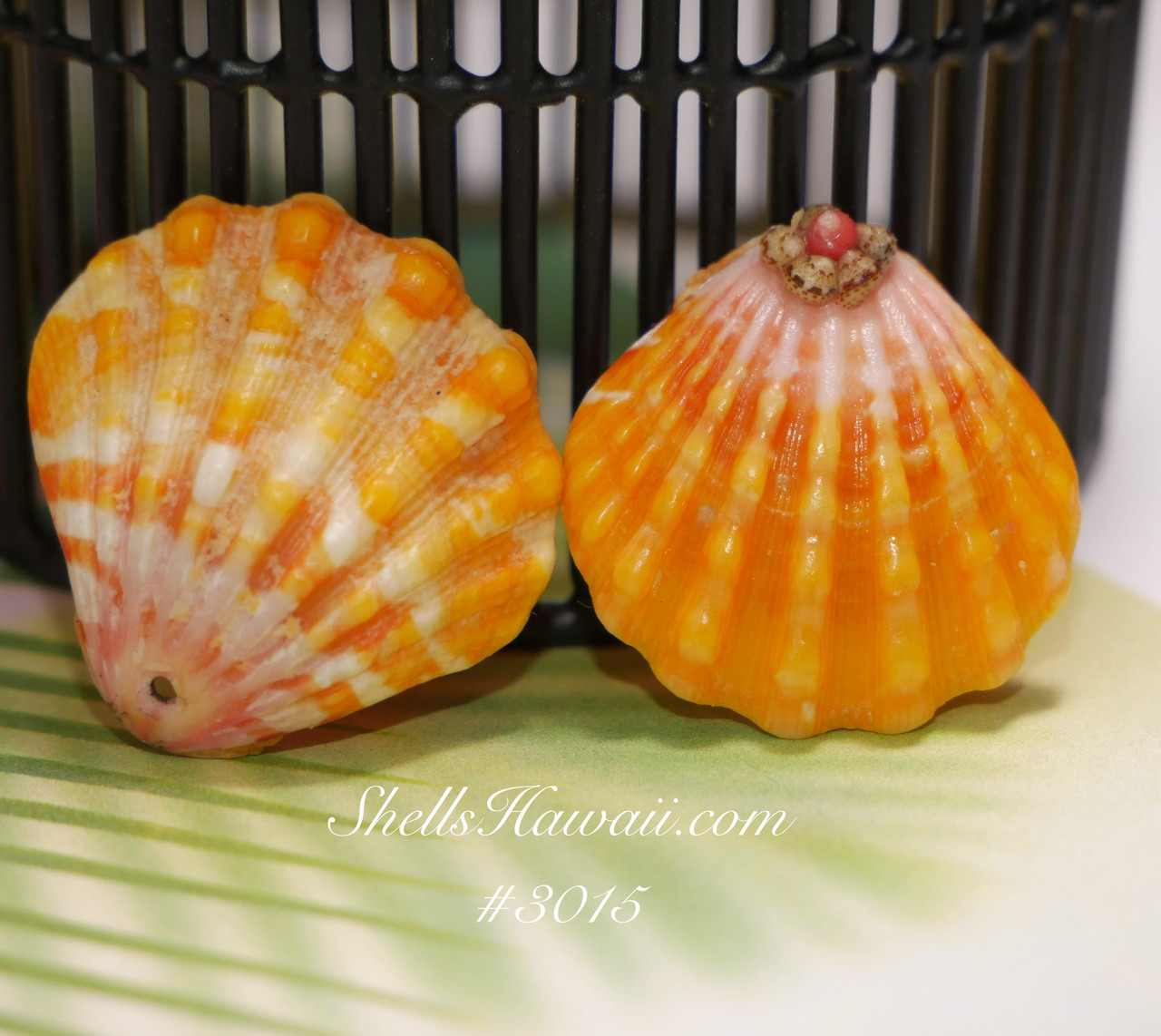 Set of two Sunrise shells from Hawaiian island #3015