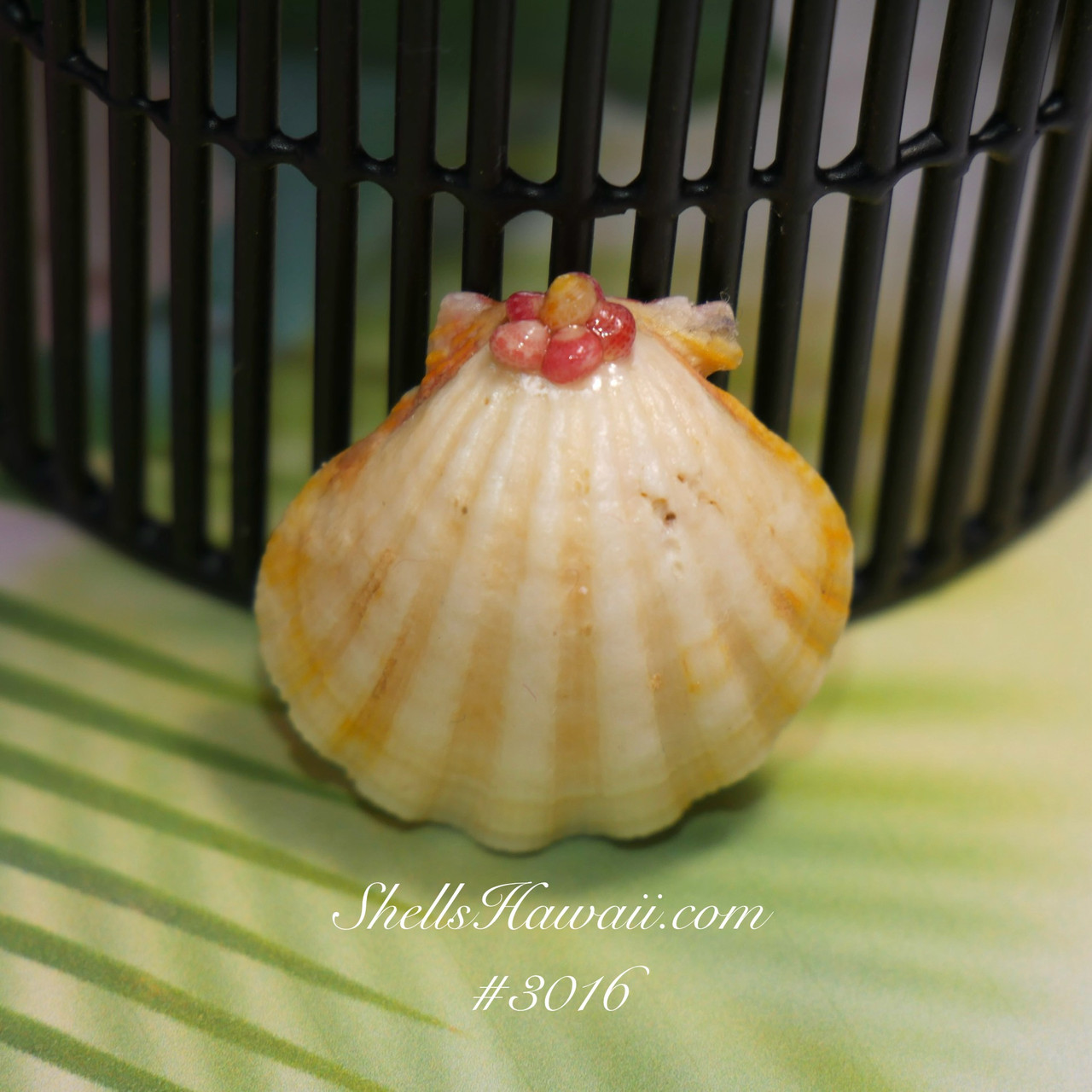 28 mm Hawaiian Sunrise shell supply #016 - ShellsHawaii.com
