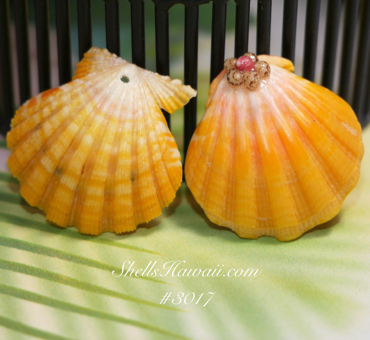 新品未使用＊大きめサンライズシェル Sunrise Shells Hawaii Set of two Sunrise shells from Hawaiian island #3017