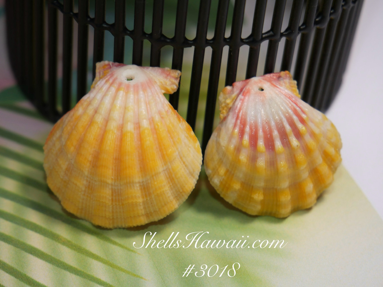 Sunrise shells supply from Hawaii #3018 - ShellsHawaii.com