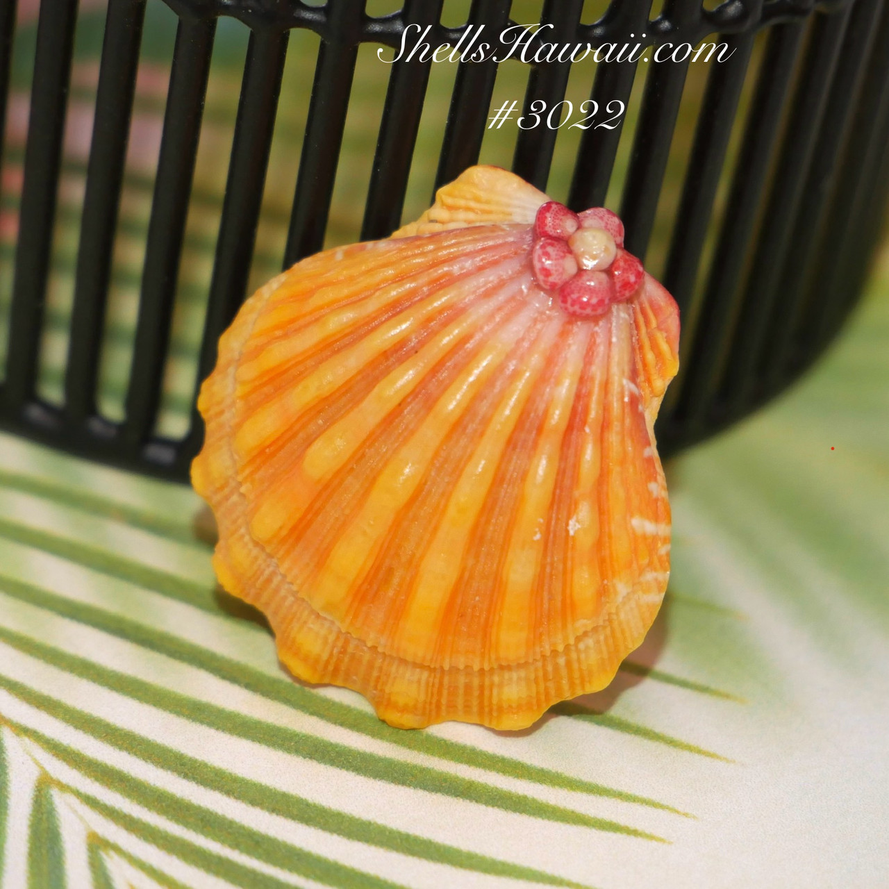 27 mm Hawaiian Sunrise shell for making jewelry #3022