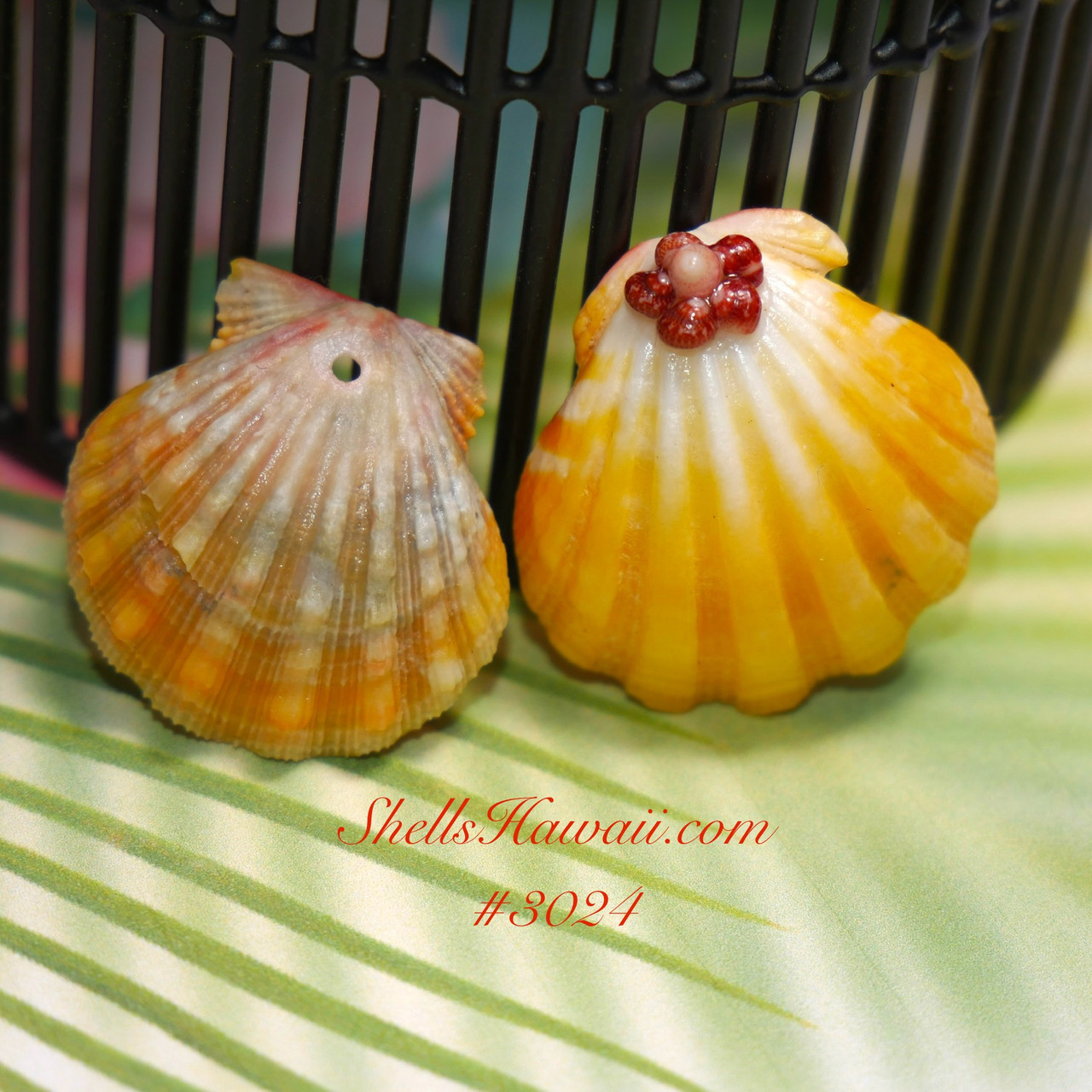 新品未使用＊大きめサンライズシェル Sunrise Shells Hawaii Set of two Sunrise shells supply from Hawaii #3024 - ShellsHawaii.com