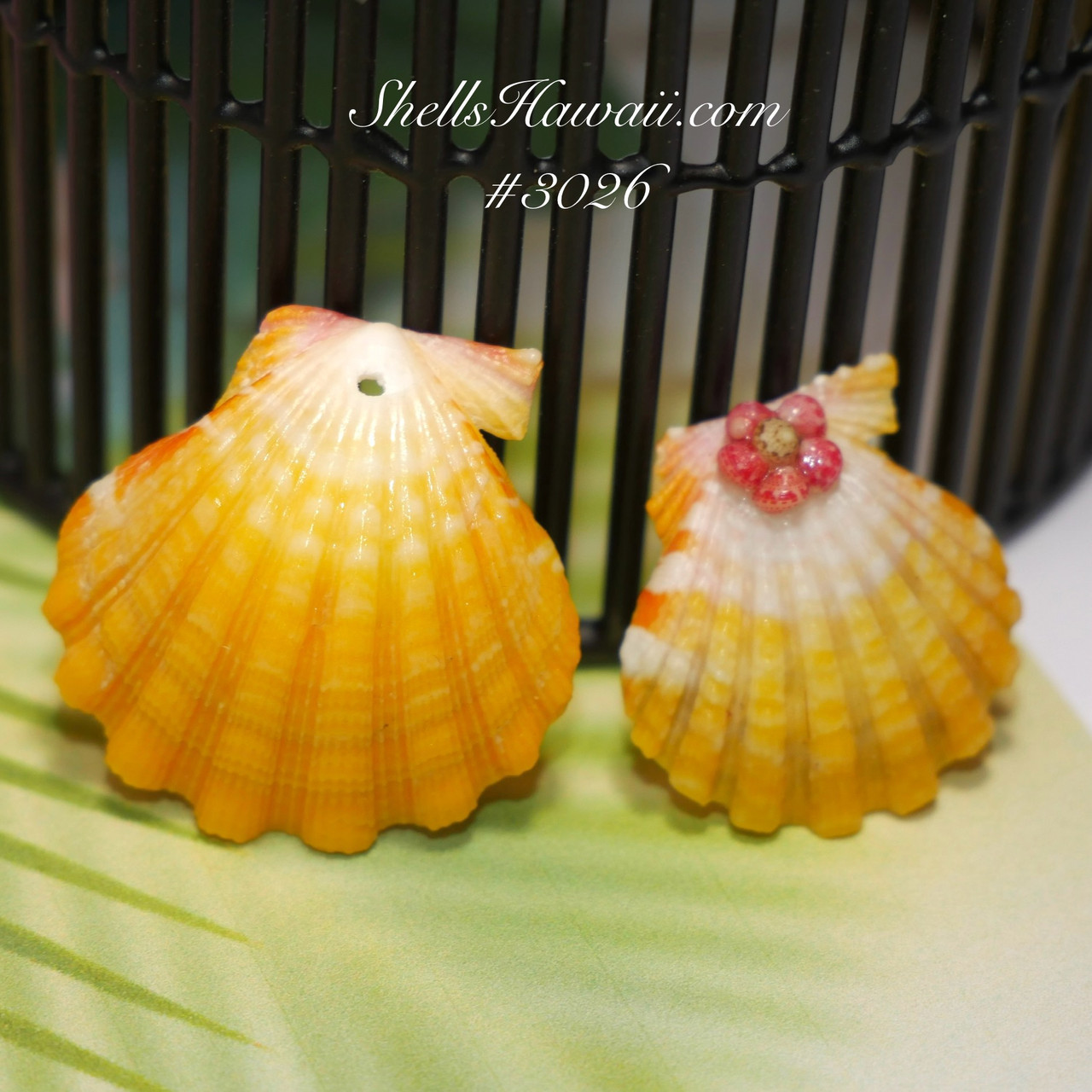 Set of two beautiful rare Hawaiian Sunrise shells #3026