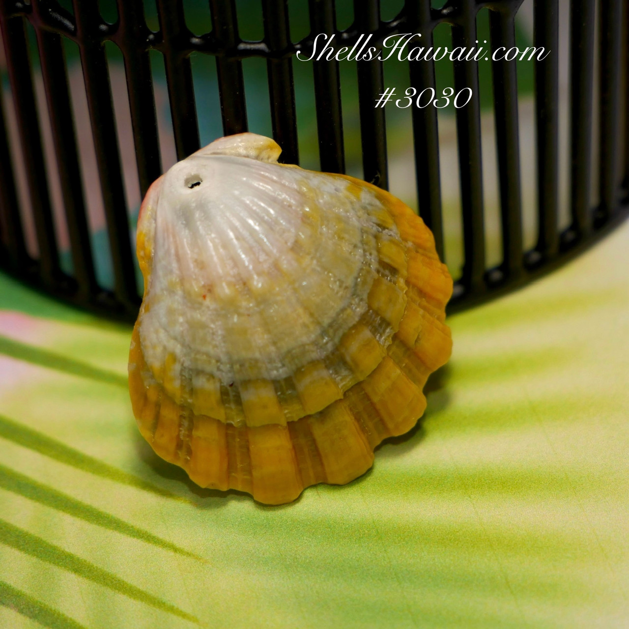 新品未使用＊大きめサンライズシェル Sunrise Shells Hawaii Green, light gray, yellow, light pink Sunrise shell from Hawaii