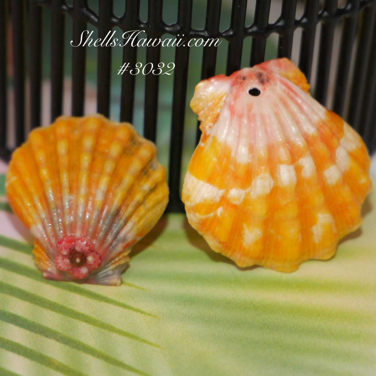 Set of two Hawaiian Sunrise shells supply #3032 - ShellsHawaii.com